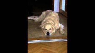 Kal El the Golden Retriever Singing when phone rings :)