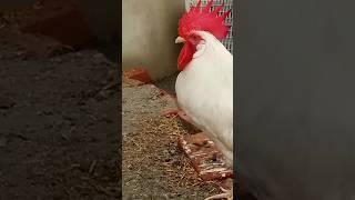 Chicken Swag | Chicken Hens in Mini Zoo #chicken #pets #hens #viralshort