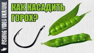 How to hook peas. (Two easy ways) | 10:02 | FishingVideoUkraine