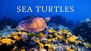 Sea Turtles Relaxation, Scenic 4k Under the Ocean: Swimming, Hatching, Eating - Ambience Music Study