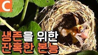 생존을 위한 새끼 뻐꾸기의 잔혹한 본능