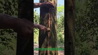 Chainsaw Cinnamon Harvesting Hack - Farm Tool Tips