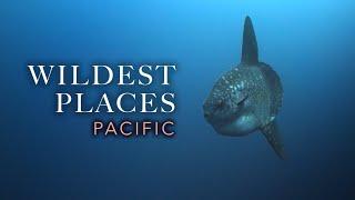 Wildest Places: Pacific Islands