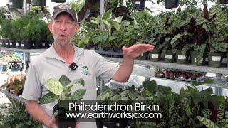 Philodendron Birkin