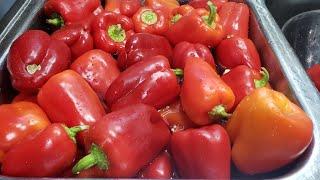 How To Store Red Bell Peppers | Bell Pepper Storage.