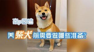 养柴犬前需要做哪些准备？