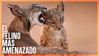 LINCE IBERICO || Mini Documental