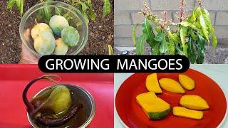 The Joy Of Growing Mangoes - How To Grow Mango Trees