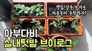 [아부다비Vlog] 아부다비 실내텃밭 브이로그 | 깻잎/상추/토마토 파종부터 수확까지! | 채소 키우는 즐거움