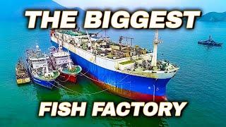 Inside a HUGE Fish Processing Vessel In The Sea Of ​​Okhotsk