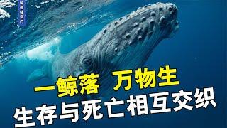 一鲸落、万物生，生存与死亡相互交织，鲸鱼送给海洋最后的温柔【科普任意门】