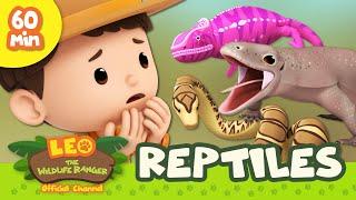 Dinosaurs, Dragons and More!  Leo the Wildlife Ranger 1 HOUR Animal Special | Kids Cartoons