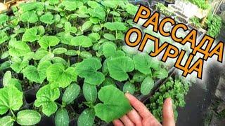 РЕШИЛ ЗАРАБОТАТЬ ДЕНЕГ НА ОГУРЦАХ! Морозы и снег в апреле!