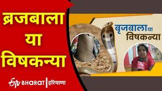 Poison Girl: ब्रजबाला या विषकन्या | Ultra Tech Cement | Snake | ETV Bharat Haryana |