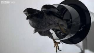 Goshawk Flies Through Tiny Spaces in Slo-Mo! - The Animal's Guide to Britain, Episode 3 - BBC