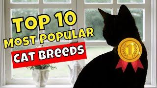 Top 10 Most Popular Cat Breeds in the World