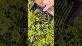 #berrypicking #berryfarm #blueberry #bilberry