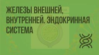 Железы внешней, внутренней и смешанной секреции. Эндокринная система. Видеоурок по биологии 8 класс