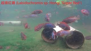 超級紅雞 (Labidochromis sp. Hongi 'Super Red')