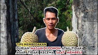 Tips for Buying Durian How to Distinguish Ripe Durian or Not