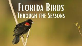 Florida Birds through the Seasons