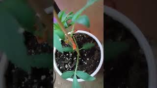 started to bonsai an Ay'os from Irvine Seeds