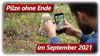 Speisepilze sammeln im Herbst 2021 | Pilze ohne Ende im Schwarzwald Teil 2/2 @gartengemuesekiosk