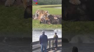 Harimau vs beruang
