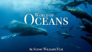 Ocean World 4K - Scenic Wildlife Film With Calming Music