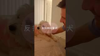 愛犬に嫌われるアメリカ人パパ#funny #pets #cute #かわいい #ペット #愛犬 #おもしろ動画 #国際夫婦 #国際結婚 #サンディエゴ #専業主婦 #国際ファミリー