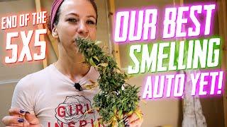 Our Best Smelling Auto Yet!