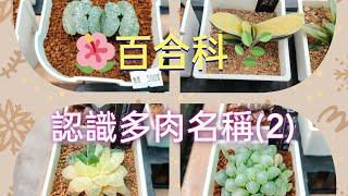 (多肉介紹)x百合科(二)x一起來認識眾多的肉肉們 #succulent #多肉植物 #百合科 #多肉 #多肉紹介 #壽