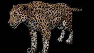Green Hell VR: Jaguar