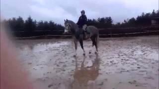 Irish Sports Horse for sale