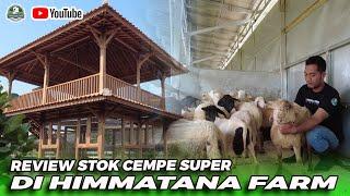 REVIEW CEMPE SUPER DI HIMMATANA FARM