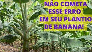 PLANTIO DE BANANA | COMO TER SUCESSO COM BANANA | BANANEIRA COM 6 MESES | BANANA FAZER CORRETAMENTE?