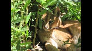 Uilen -en Dierenpark De Paay in Beesd,  Uilen, Vogels en vele andere dieren door Tine de Jong