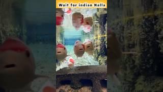 Kya Such Me Japan Ke gutter  Me Machliya Terti Hai #japan #youtubeshorts #factverse