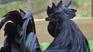 Ayam Cemani Chickens | The All Black Chicken