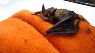 BabyBat - Chirping