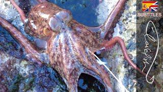 Fishing for octopus with a fake crab: IT WORKS !!!