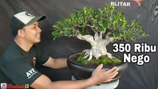 350 RIBU‼️CEK HARGA BONSAI DIRUMAH MAS REZA KEMPAS KEMPIS