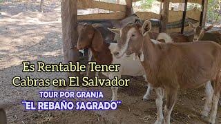 Es Rentable? Cabras en EL SALVADOR, y Pitahayas, Granja El Rebaño Sagrado, Cabras Lecheras.