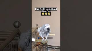 Bird Lies  #bird #animals #pets #funny #funnyanimals #fyp #youtubeshorts #cute #talkingbird #lol