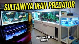 KENA MENTAL HOBBIES SULTAN!!! 1 RUMAH FULL ISINYA IKAN PREDATOR GANAS PELIHARAAN SULTAN!!!