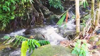 Streams, waterfall & tropical forest sounds recorded onsite!