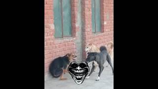 1vs2 sigma doG   dog fight #funny#dog#funny#