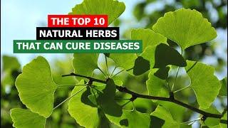 Nature's Medicine Cabinet: The Top 10 Herbs That Can Cure Your Illnesses