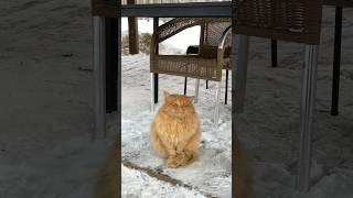 red cat hides its paws with its tail  | рыжий кот прячет лапки