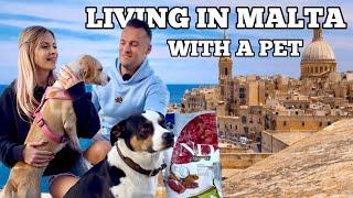 Living in Malta with a pet! - What You Need To Know